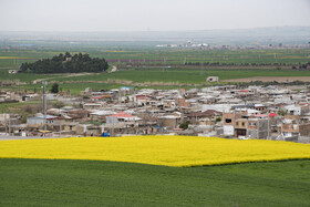 مزارع کشت کلزا در استان گلستان