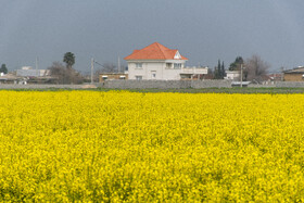 مزارع کشت کلزا در استان گلستان