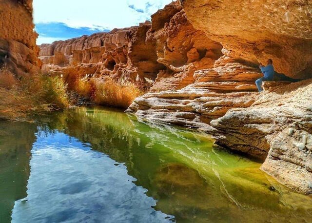 پیوند نخلستان و شالیزار در روستای ازمیغان طبس