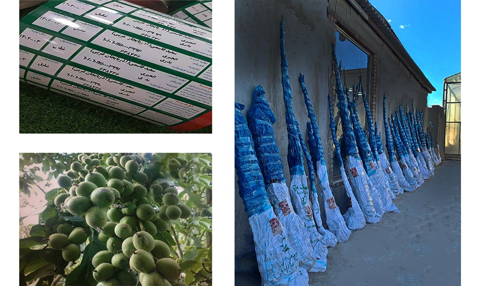 خرید نهال لیبل دار از بزرگترین مرکز توزیع نهال با قیمت استثنایی