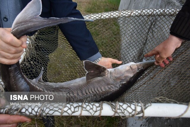 هدف گذاری شیلات گیلان بر روی توسعه آبزی پروری با تکنولوژیهای برتر