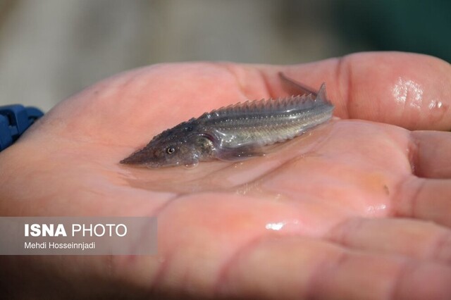 ۱۰۰ تن گوشت ماهیان خاویاری در شهرستان مرزی آستارا تولید شد