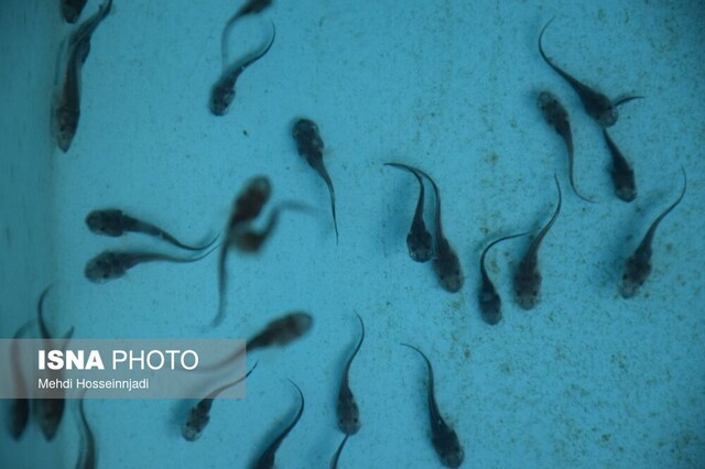 ۱۰۰ تن گوشت ماهیان خاویاری در شهرستان مرزی آستارا تولید شد