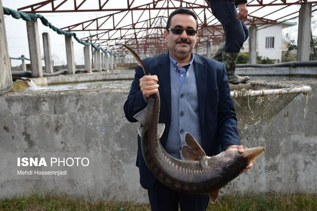 ۱۰۰ تن گوشت ماهیان خاویاری در شهرستان مرزی آستارا تولید شد