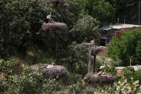 زریبار دریاچه ای در دل جنگل های بلوط