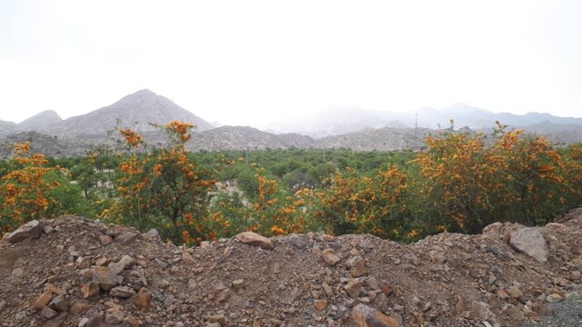 دمی در بهشت هند کوچک بیاساییم