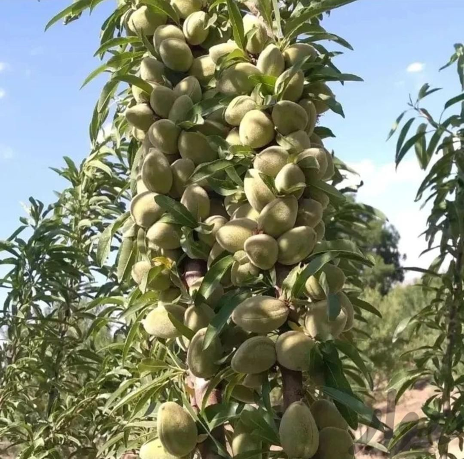 خرید جذاب نهال بادام لیبل دار ۲۹ هزار تومان تا ۲۰ فروردین