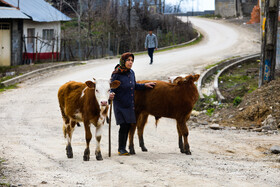 زندگی روستایی در لفور سوادکوه