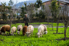 زندگی روستایی در لفور سوادکوه