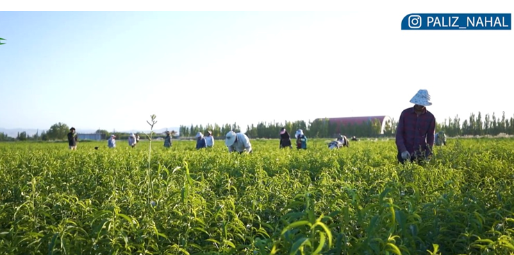 پول سازترین درخت ایران کدام است