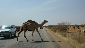 غم‌نامه شترهای سرگردان در هرمزگان