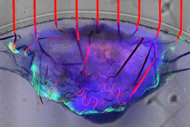 عکس تزئینی است تولید هزار نانوحسگر روی یک دانه ماسه