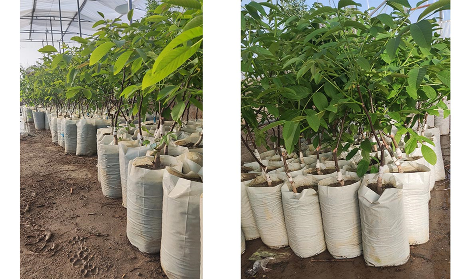 احداث باغ مدرن با درآمد میلیاردی با نهالهای اصلاح شده