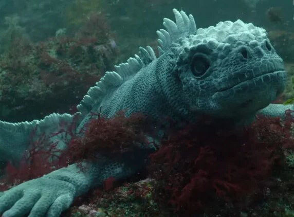 ویدئویی از جاسوسی یک ایگوانای رباتیک زیر آب!
