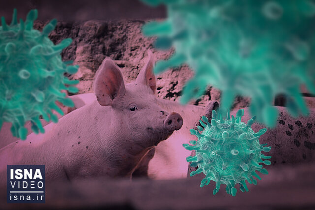 ویدیو/ یک کودکی آمریکایی؛ اولین مبتلا به آنفلوآنزای خوکی در ۲۰۲۴ ویدیو/ یک کودکی آمریکایی؛ اولین مبتلا به آنفلوآنزای خوکی در ۲۰۲۴