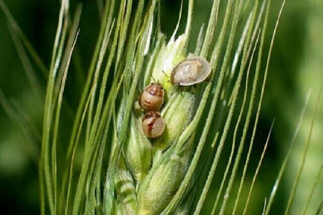 عکس تزئینی است کنترل آفت سن غلات در ۱۱۰ هزار هکتار از مزارع زنجان