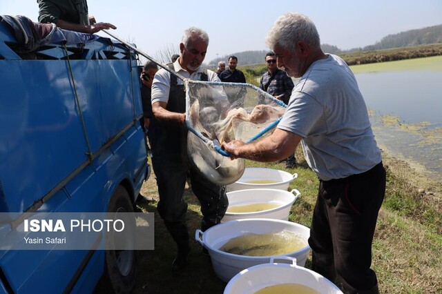 بزرگترین مجموعه استخر تکثیر طبیعی گیلان مولدگیری شد