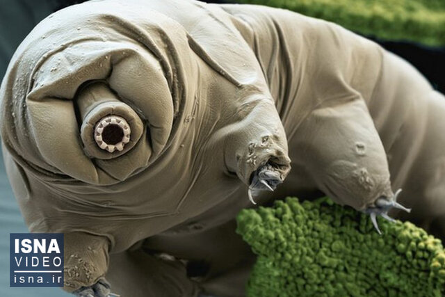 ویدیو/ اکسیر جوانی در بدن «خرس آبی» ویدیو/ اکسیر جوانی در بدن «خرس آبی»