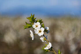شکوفه های بهاری در استان گلستان