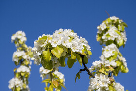 شکوفه های بهاری در استان گلستان
