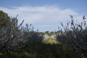 شکوفه های بهاری در استان گلستان