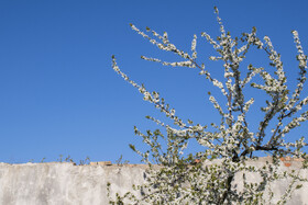 شکوفه های بهاری در استان گلستان