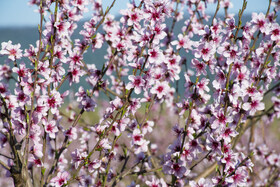 شکوفه های بهاری در استان گلستان