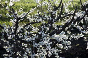 شکوفه های بهاری در استان گلستان