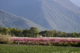 شکوفه های بهاری در استان گلستان