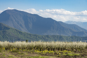 شکوفه های بهاری در استان گلستان
