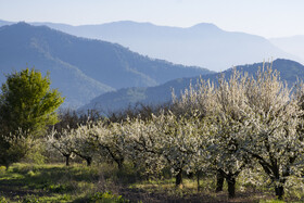 شکوفه های بهاری در استان گلستان