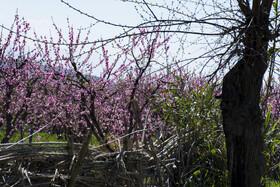 شکوفه های بهاری در استان گلستان
