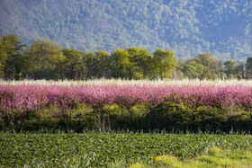 شکوفه های بهاری در استان گلستان