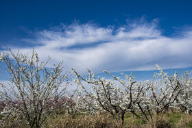 شکوفه های بهاری در استان گلستان