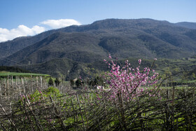 شکوفه های بهاری در استان گلستان