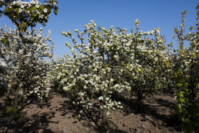 شکوفه های بهاری در استان گلستان