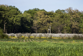 شکوفه های بهاری در استان گلستان