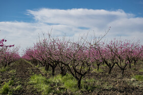 شکوفه های بهاری در استان گلستان