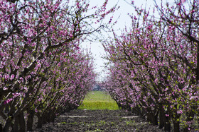 شکوفه های بهاری در استان گلستان