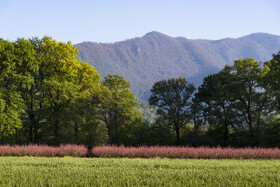 شکوفه های بهاری در استان گلستان
