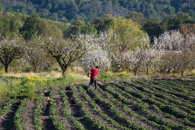 شکوفه های بهاری در استان گلستان