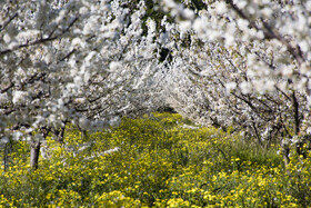 شکوفه های بهاری در استان گلستان