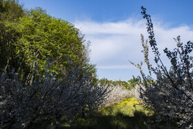 شکوفه های بهاری در استان گلستان