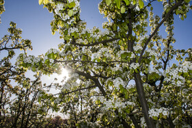 شکوفه های بهاری در استان گلستان