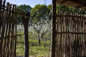 شکوفه های بهاری در استان گلستان