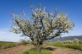 شکوفه های بهاری در استان گلستان