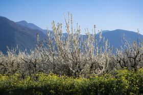 شکوفه های بهاری در استان گلستان