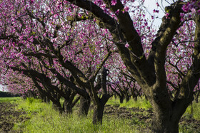 شکوفه های بهاری در استان گلستان