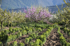 شکوفه های بهاری در استان گلستان