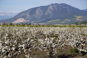 شکوفه های بهاری در استان گلستان